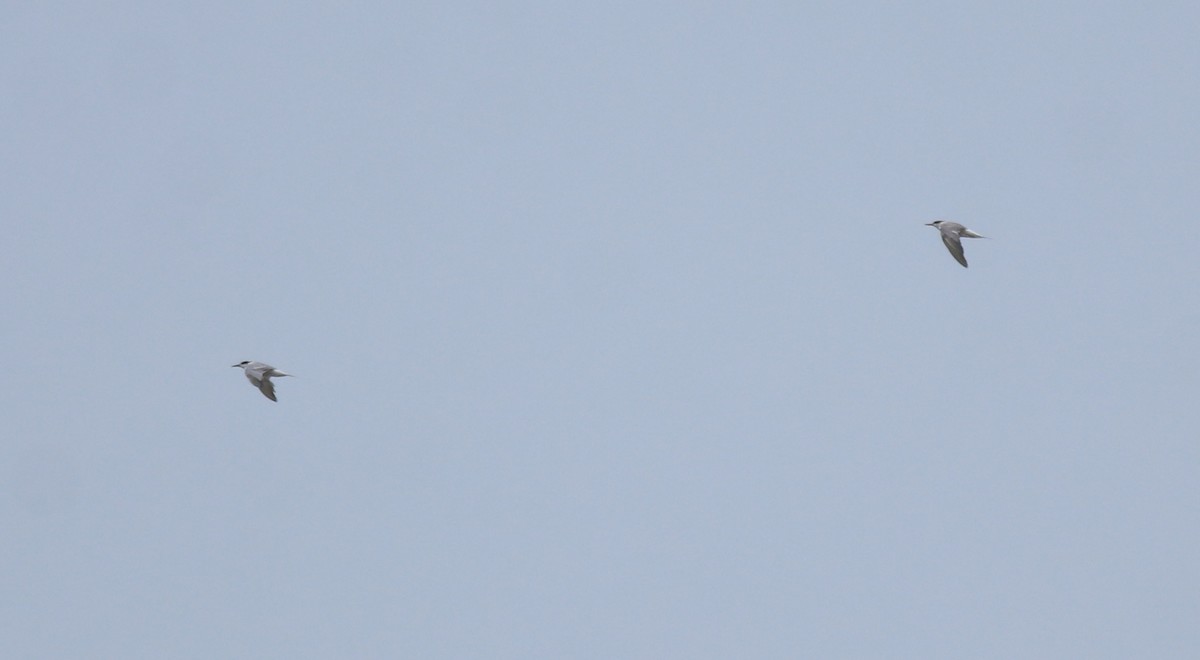 Common Tern - ML644692133