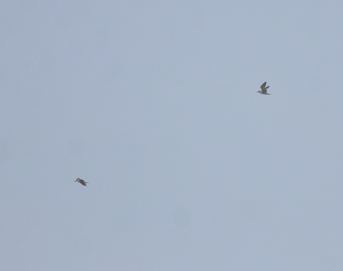 Common Tern - ML644692134