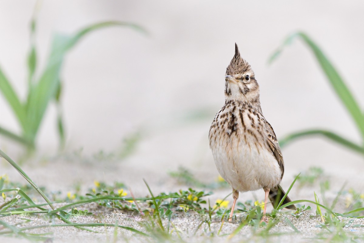 chocholouš obecný - ML644692138