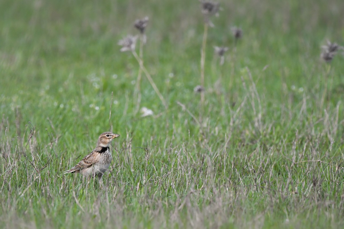 עפרוני ענק - ML644692149
