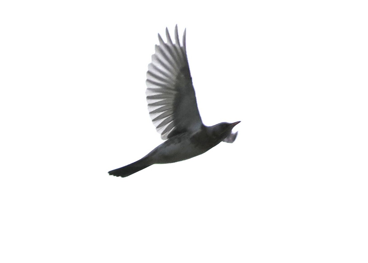 Fieldfare - ML644692152