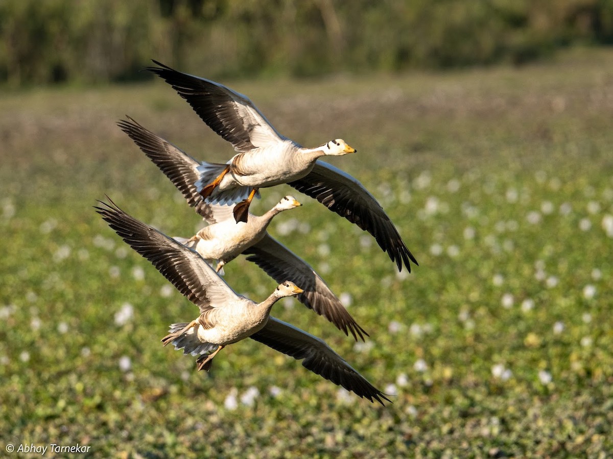 Oie à tête barrée - ML644692157