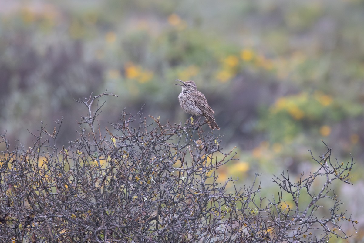 Cape Long-billed Lark - ML644692161
