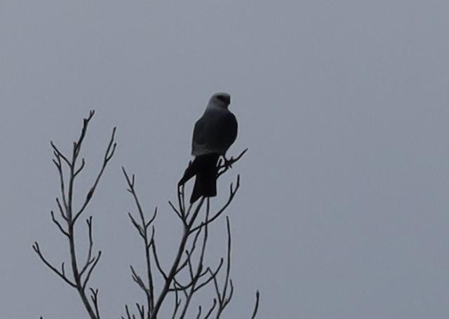 Mississippi Kite - ML644692162