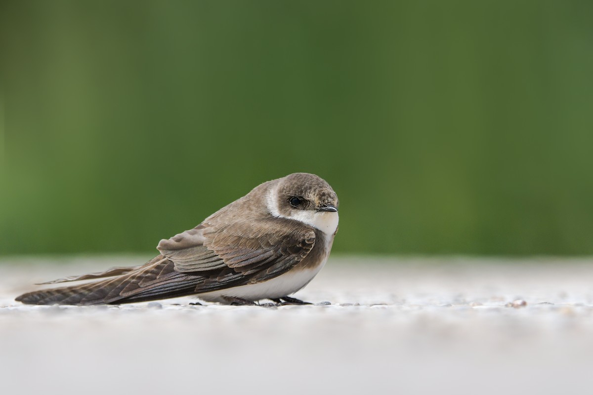 Uhalde-enara arrunta - ML644692178