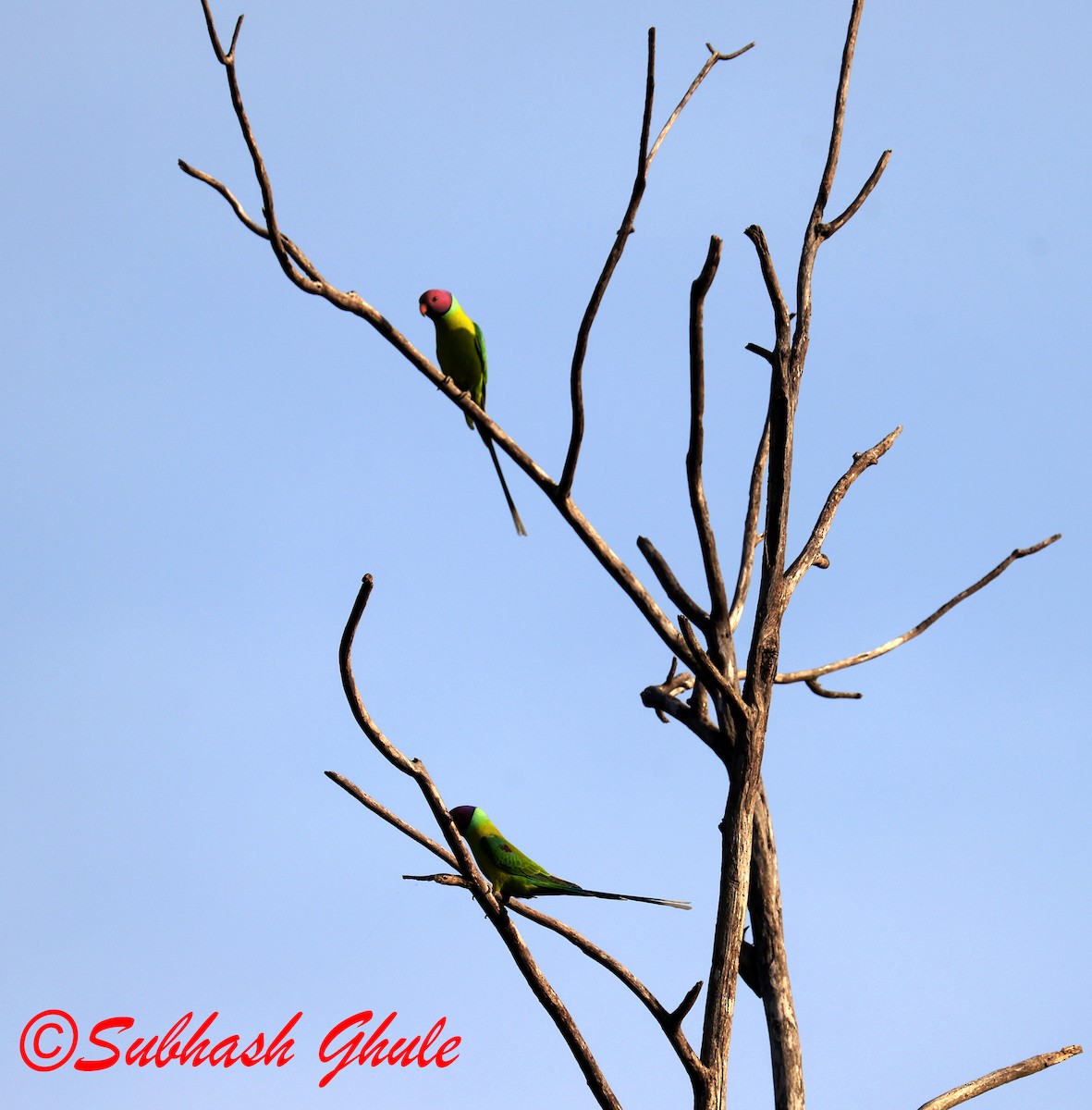 Erik Başlı Yeşil Papağan - ML644692181