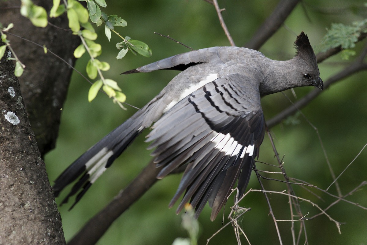Turaco Ventriblanco - ML644692189