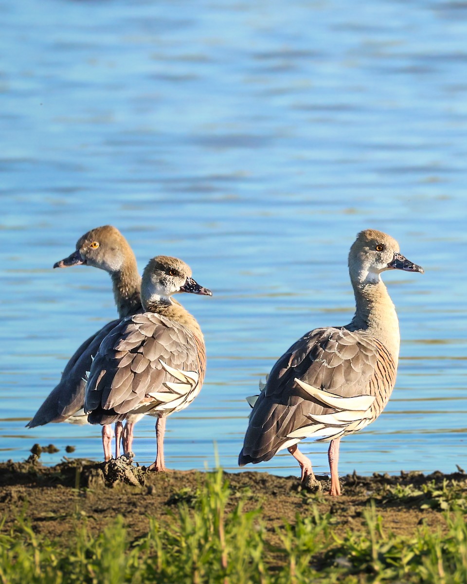 Plumed Whistling-Duck - ML644692190