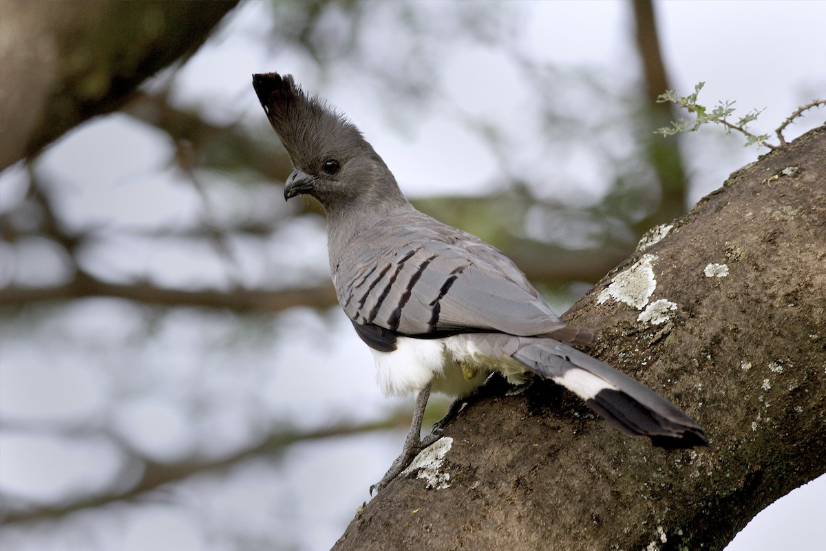 Turaco Ventriblanco - ML644692191