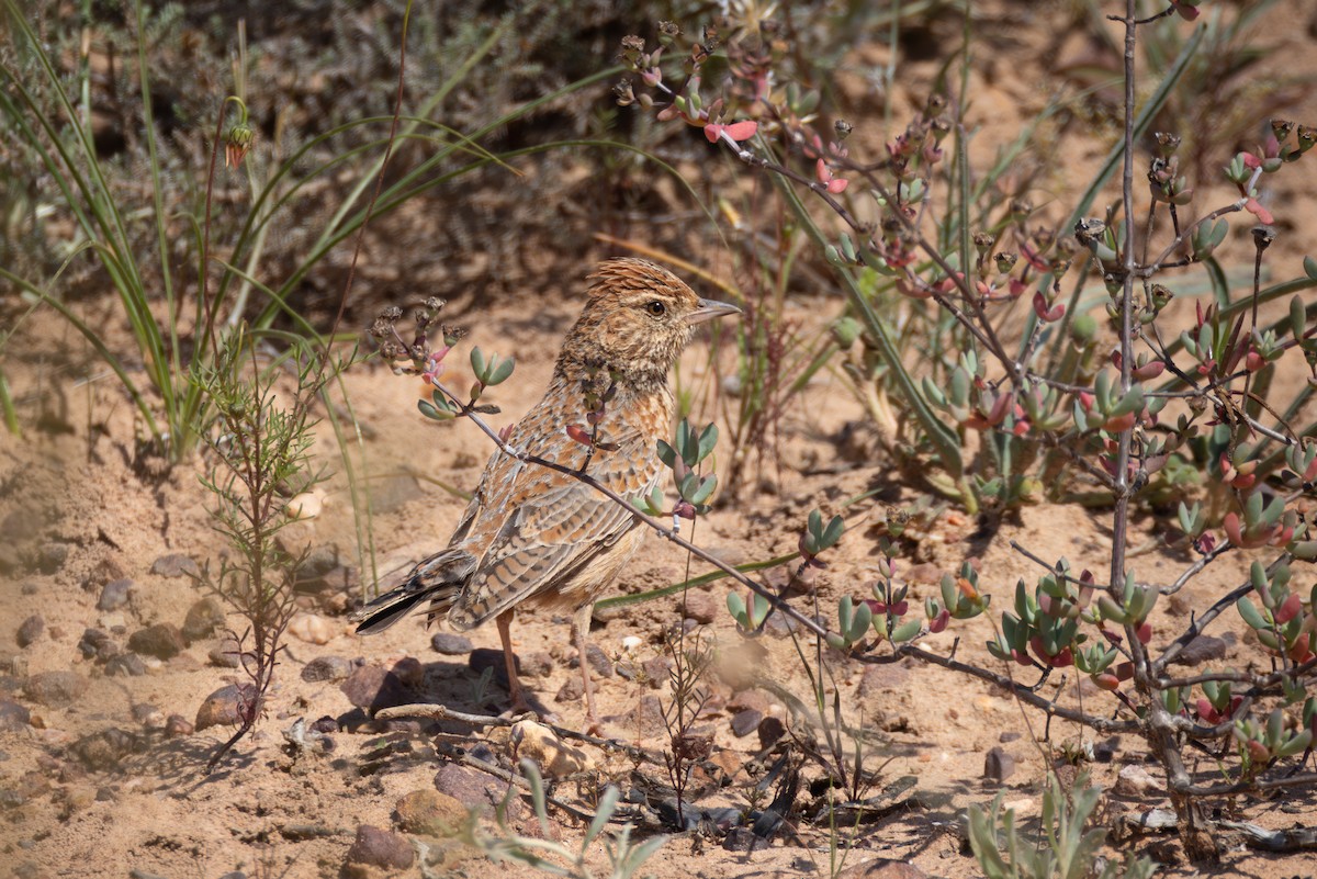 Cape Clapper Lark - ML644692194