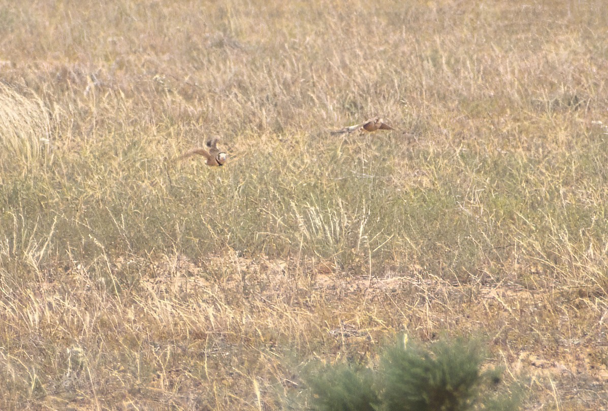 Inland Dotterel - ML644692195