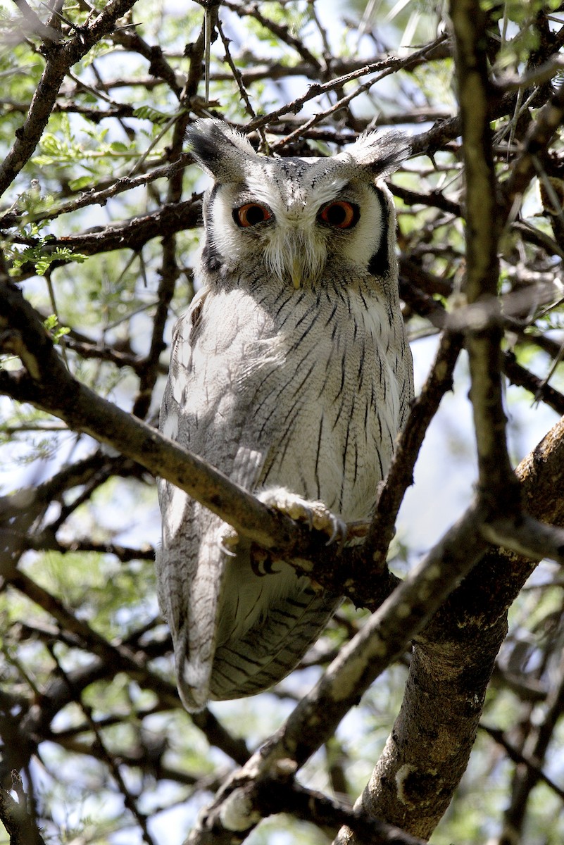 Autillo Cariblanco Norteño - ML644692196