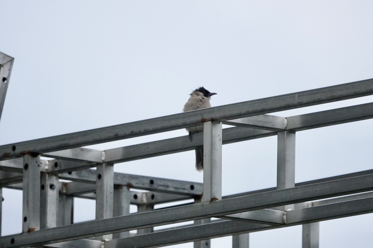 Bulbul Ventridorado - ML644692197