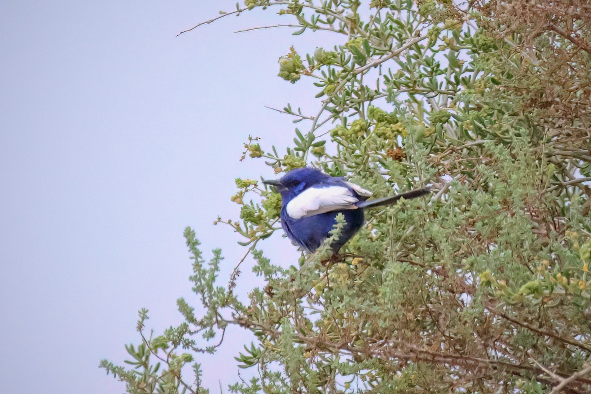 ハジロオーストラリアムシクイ - ML644692205