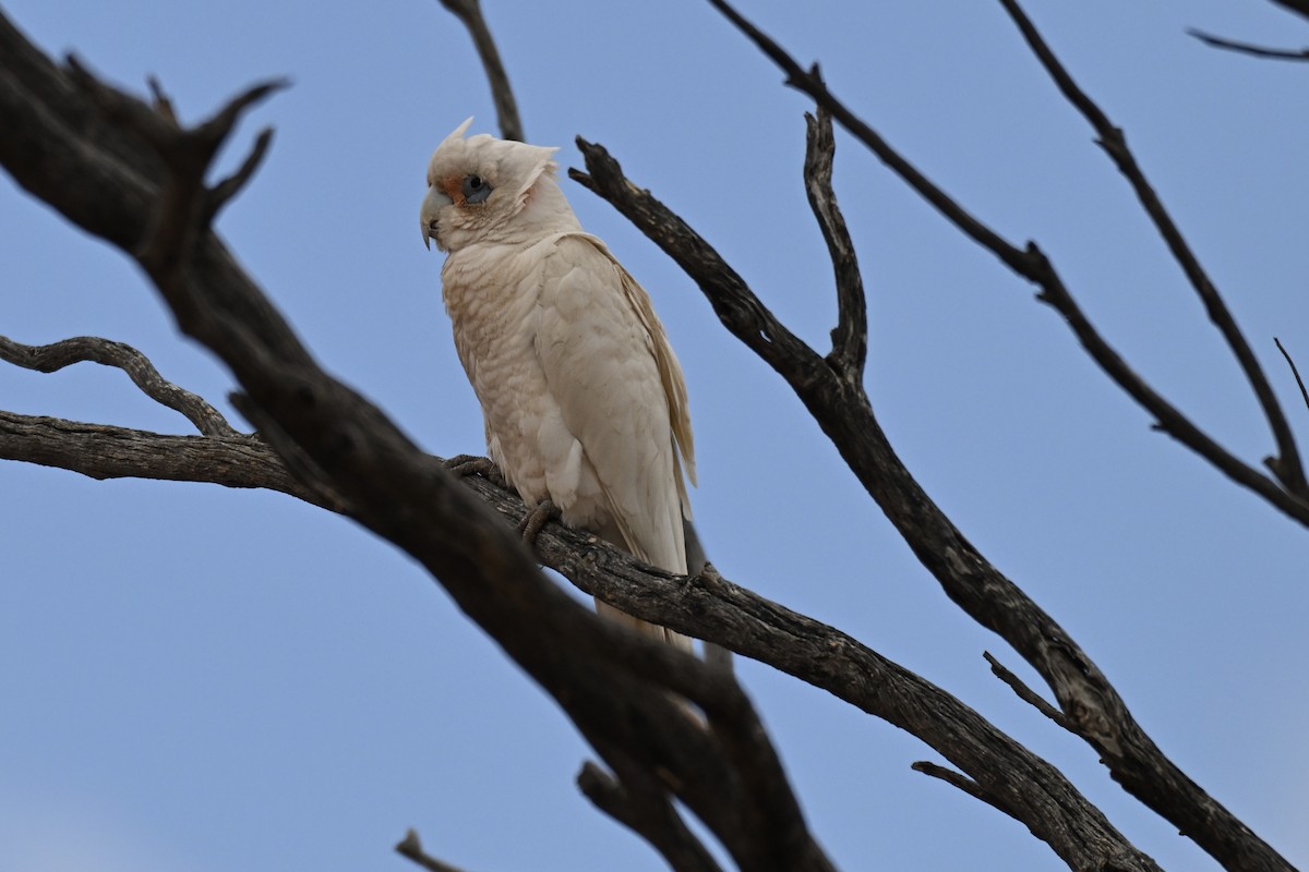 Western Corella - ML644692212