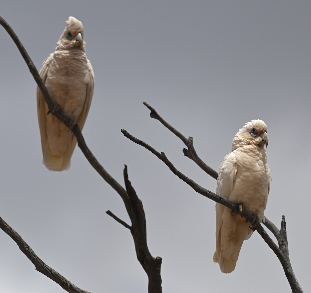 Western Corella - ML644692213
