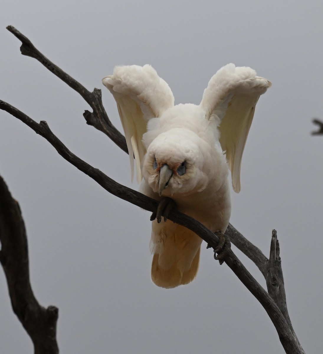 Western Corella - ML644692214