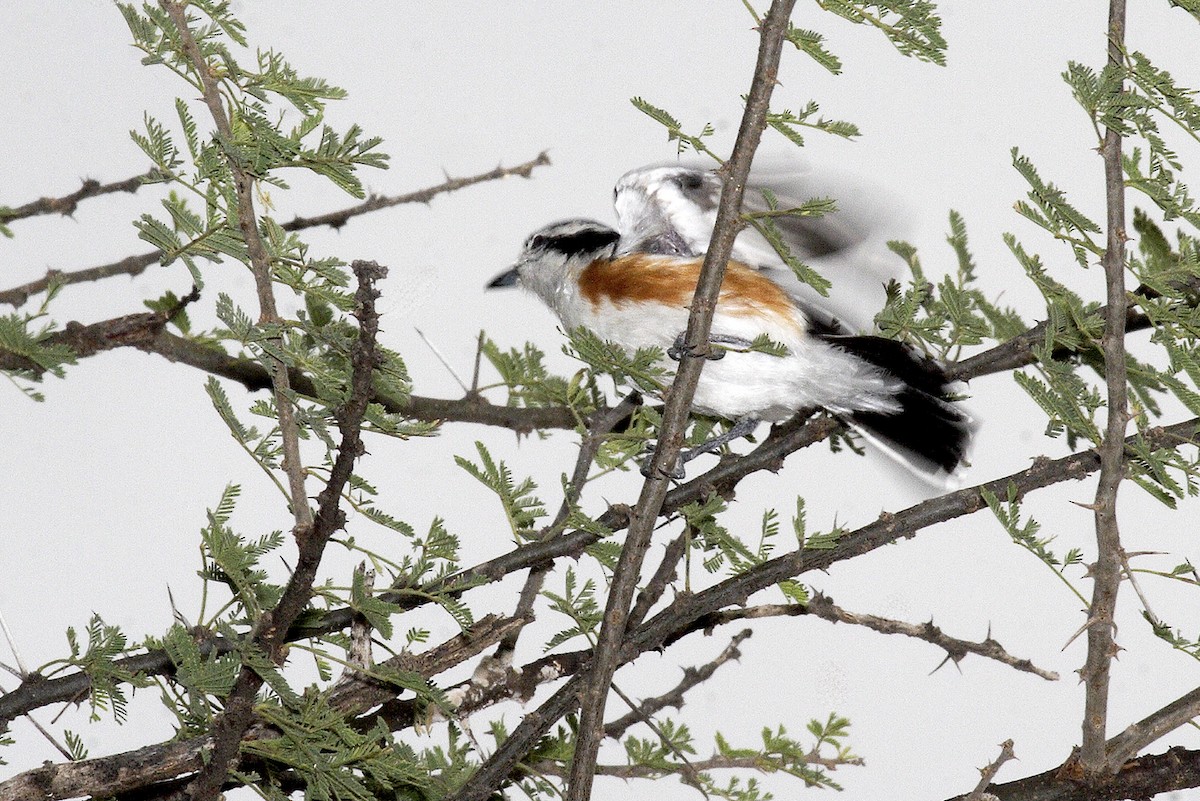 Brubrú - ML644692219