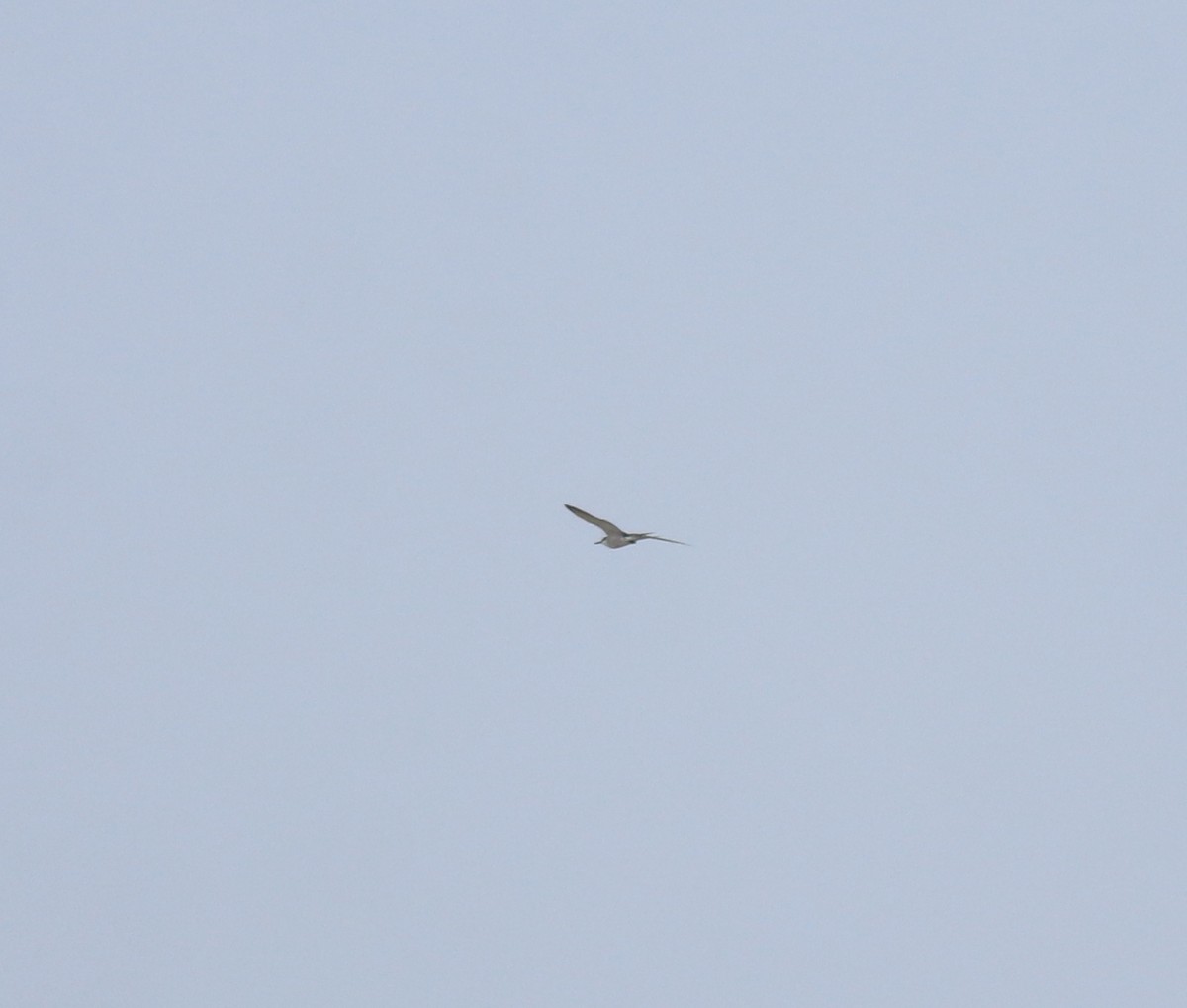 マミジロアジサシ - ML644692221