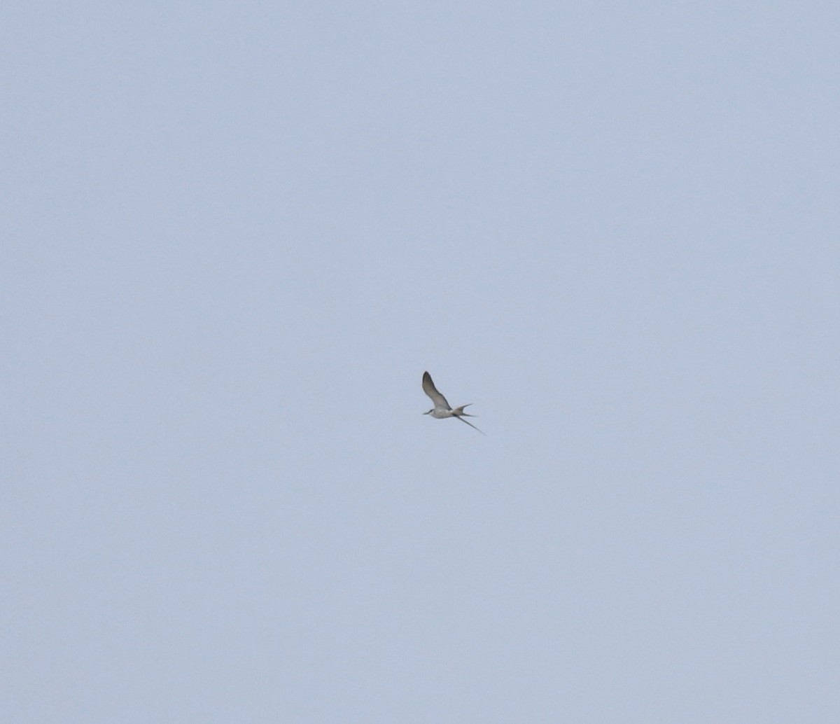 マミジロアジサシ - ML644692222