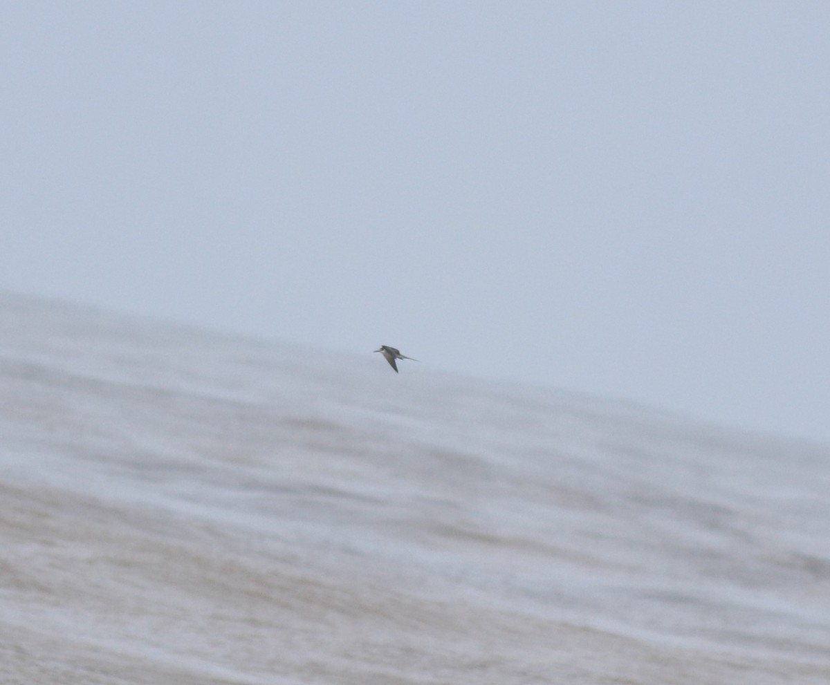 マミジロアジサシ - ML644692224