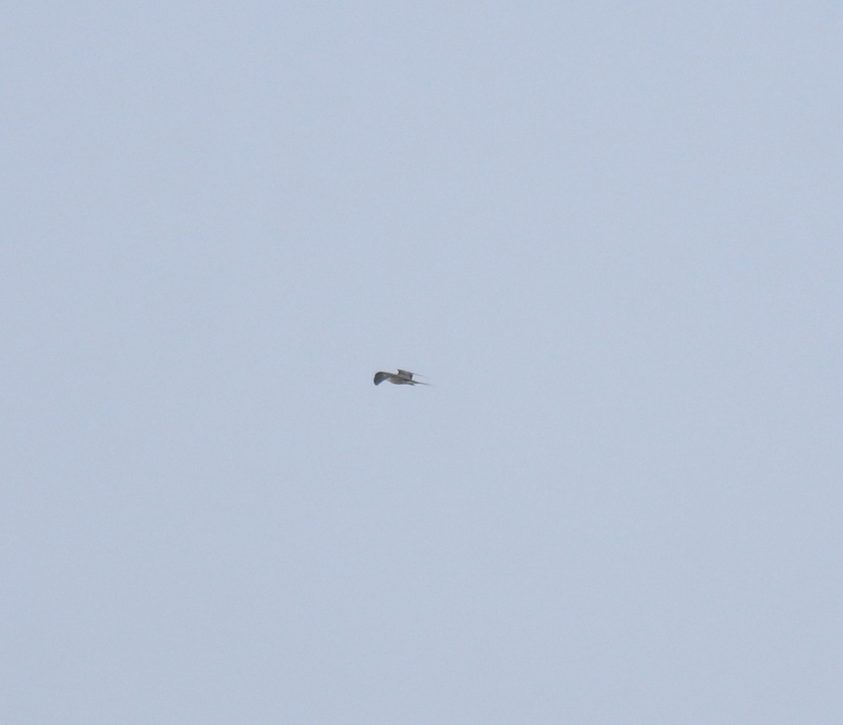 マミジロアジサシ - ML644692225