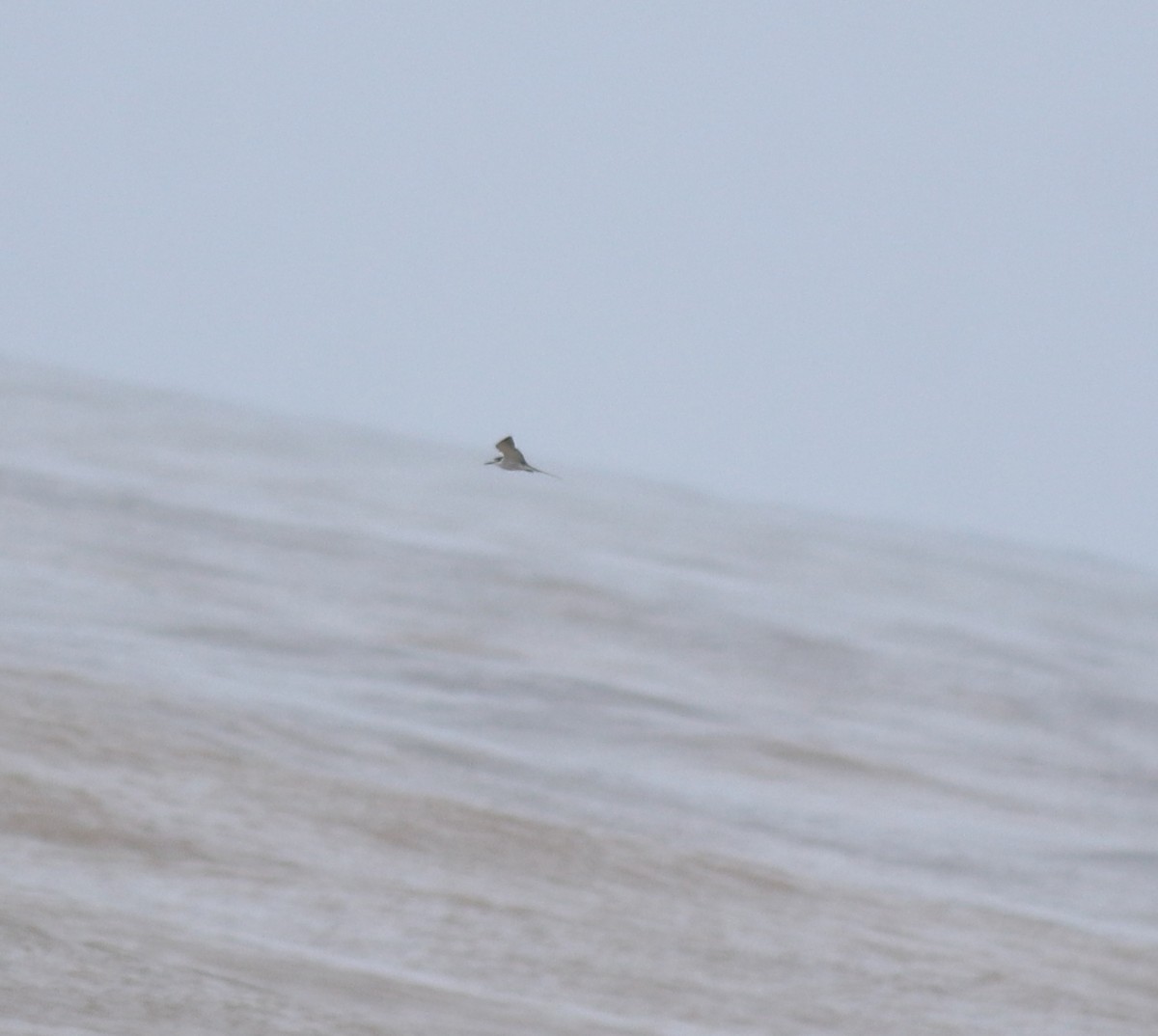 マミジロアジサシ - ML644692226