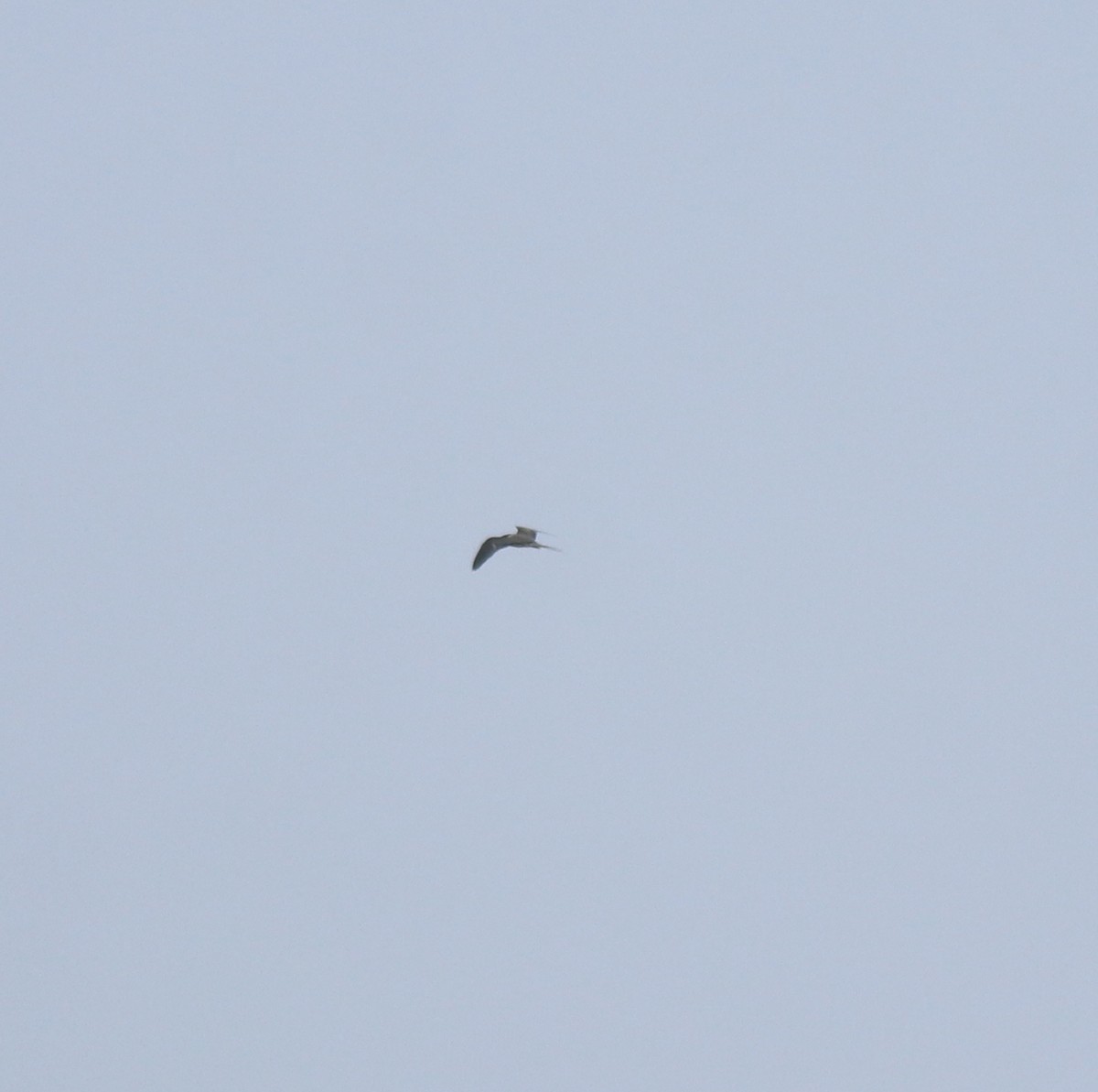 マミジロアジサシ - ML644692227