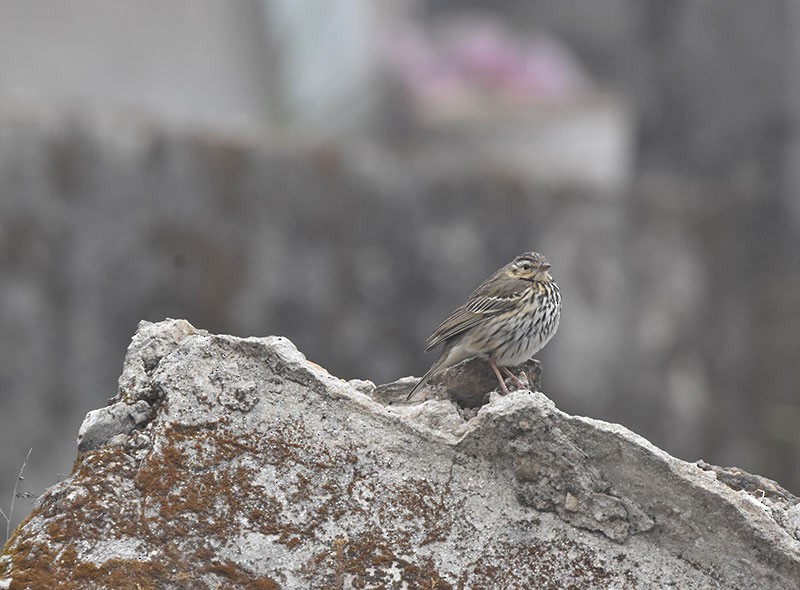 Yeşil Sırtlı İncirkuşu - ML644692231