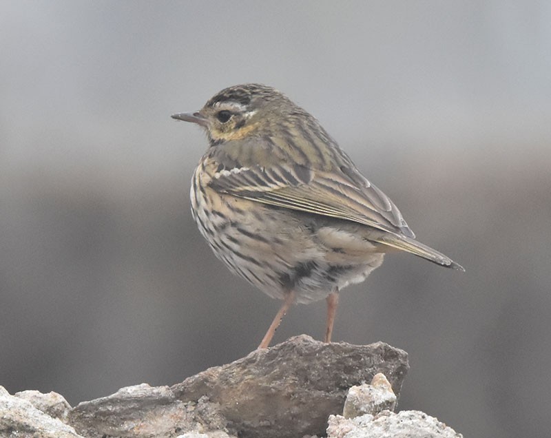 Yeşil Sırtlı İncirkuşu - ML644692233