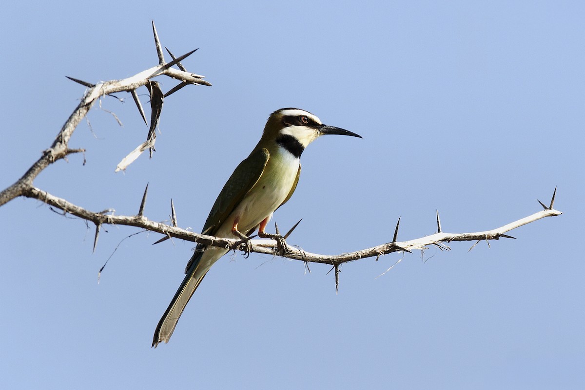 Abejaruco Gorjiblanco - ML644692235