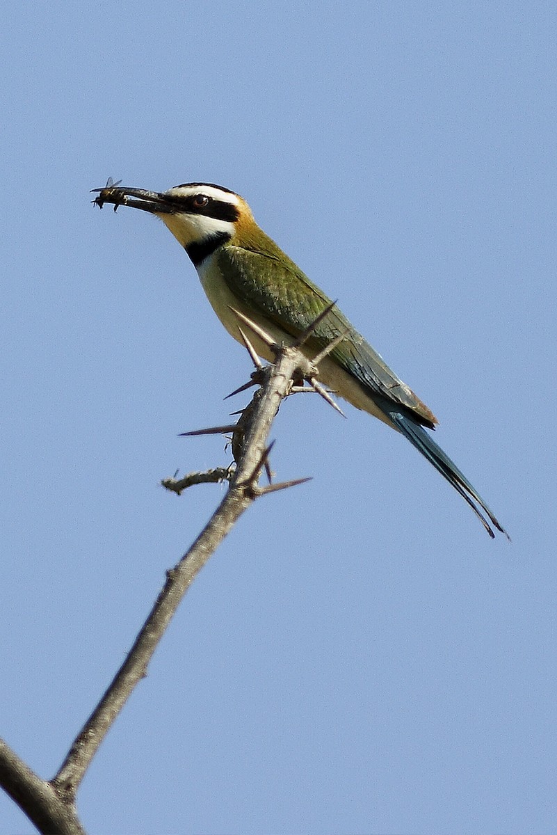 Abejaruco Gorjiblanco - ML644692236