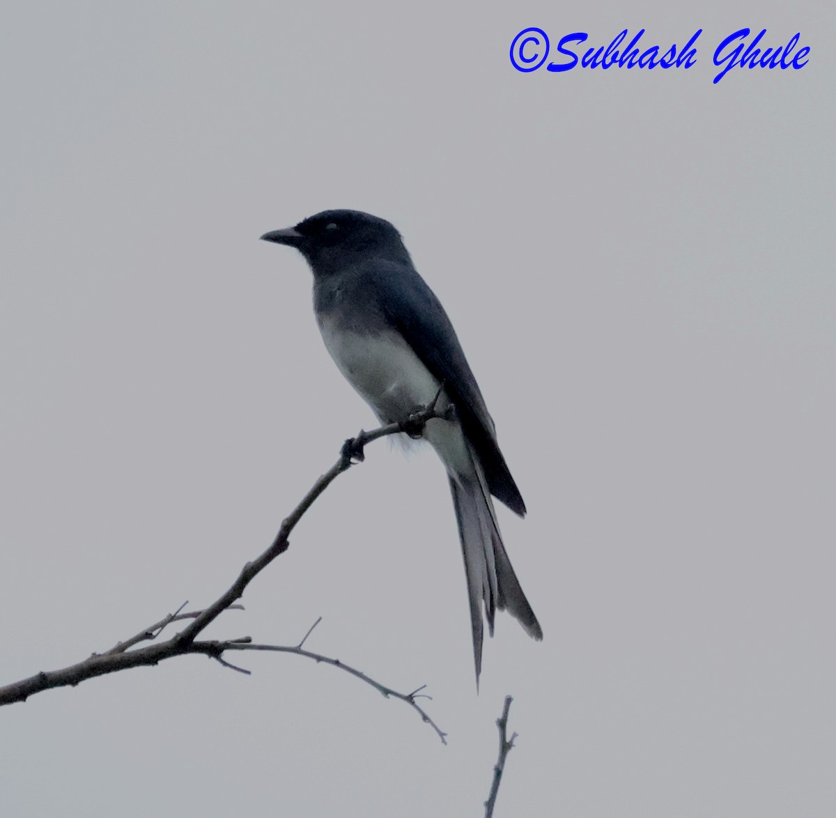 Ak Karınlı Drongo - ML644692238