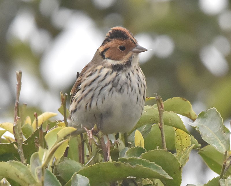 Küçük Çinte - ML644692239