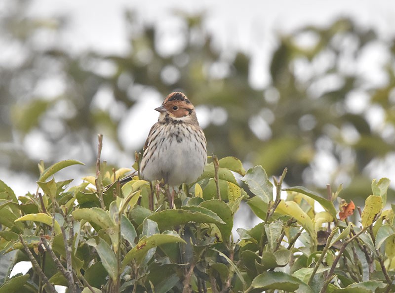 Küçük Çinte - ML644692241