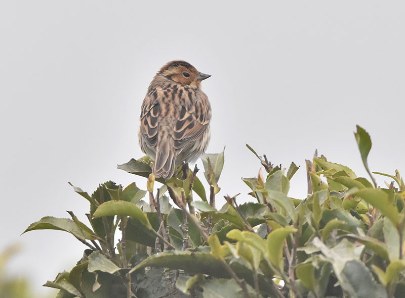 Küçük Çinte - ML644692242