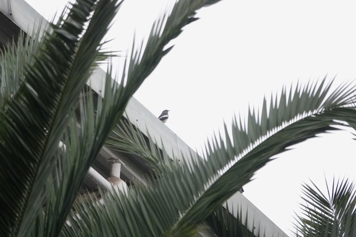 シキチョウ - ML644692245