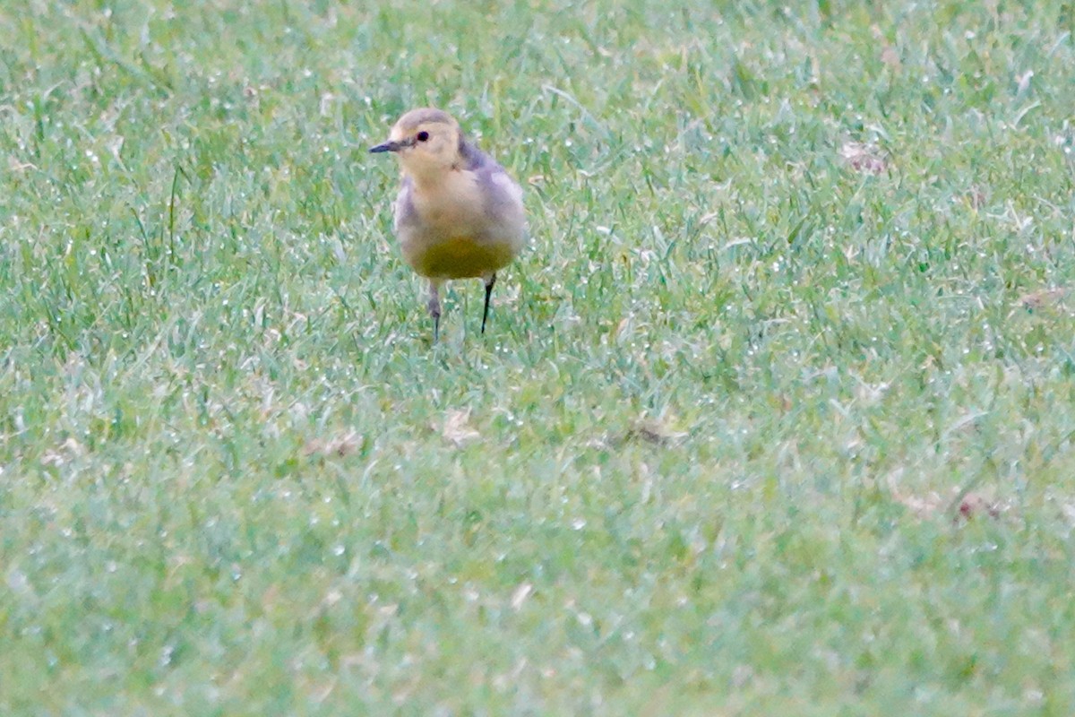 黃頭鶺鴒 - ML644692252