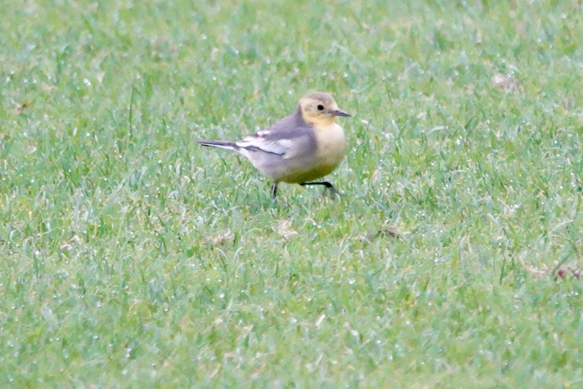 黃頭鶺鴒 - ML644692253