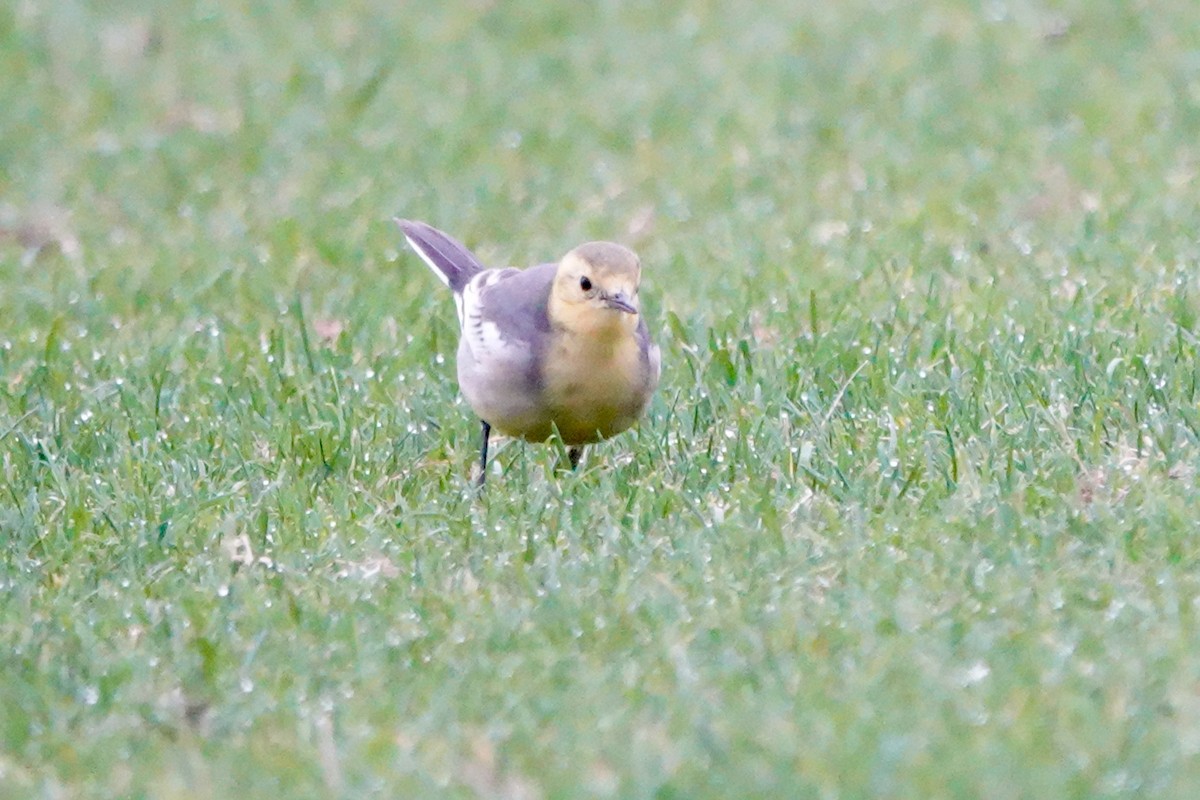 黃頭鶺鴒 - ML644692254