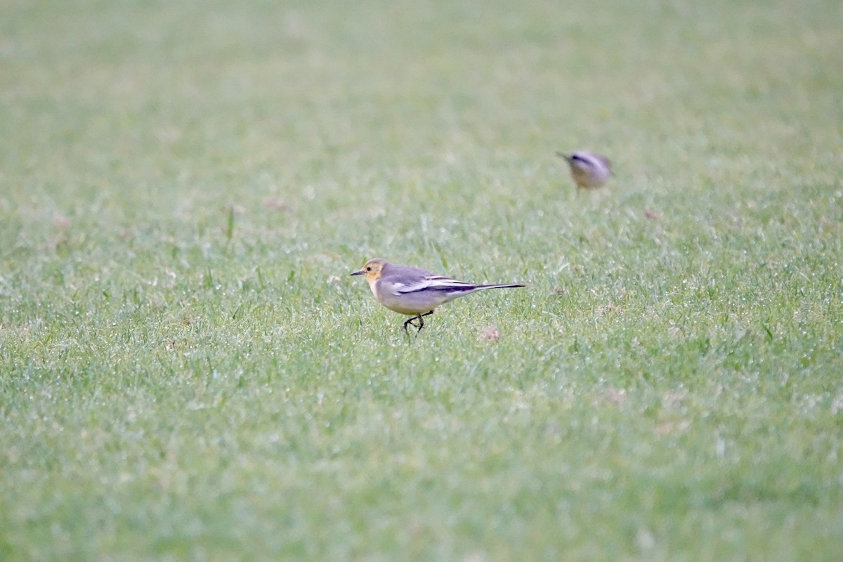 黃頭鶺鴒 - ML644692255