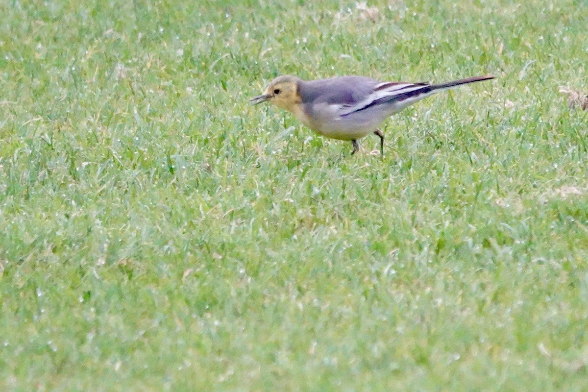 黃頭鶺鴒 - ML644692256