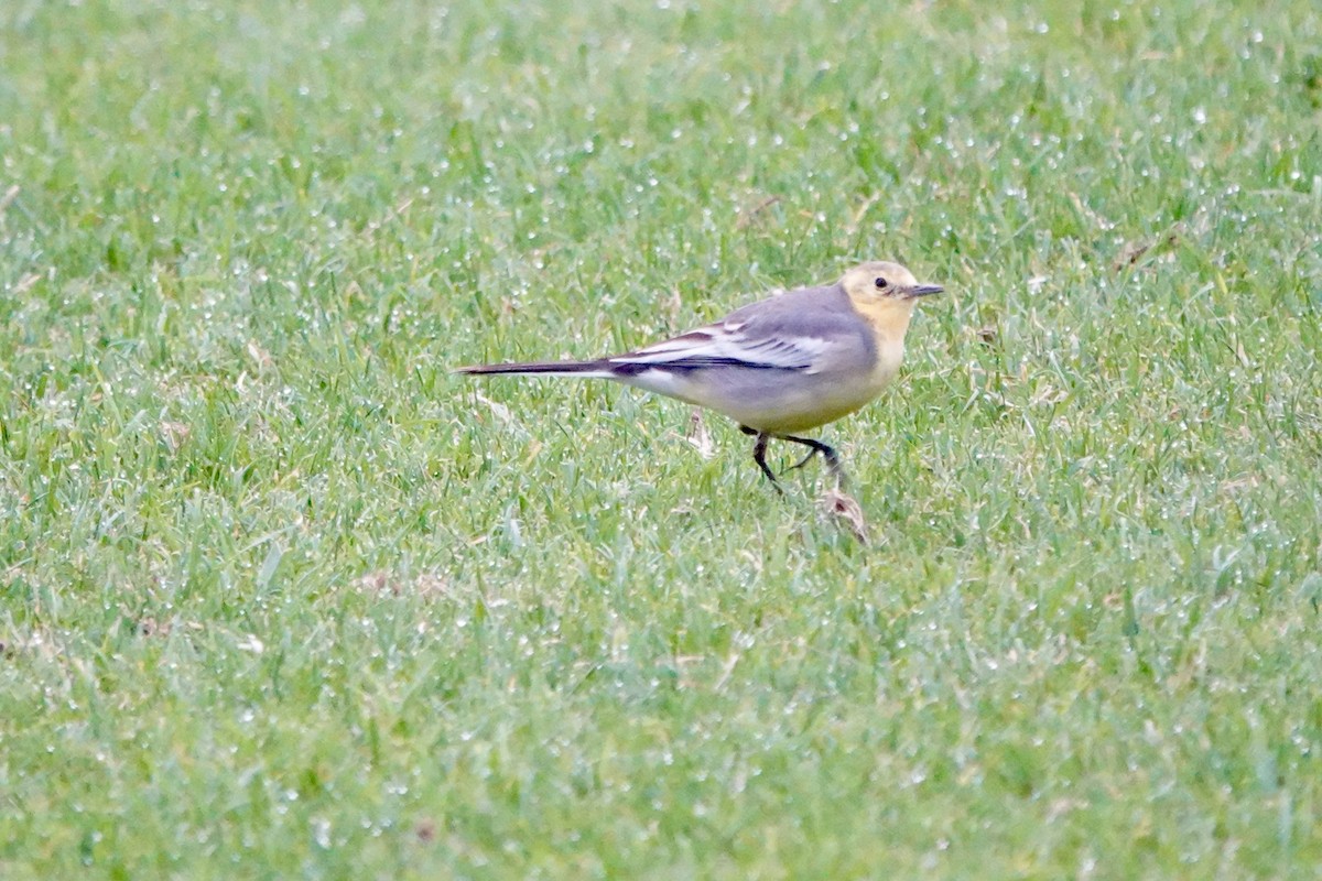 黃頭鶺鴒 - ML644692257