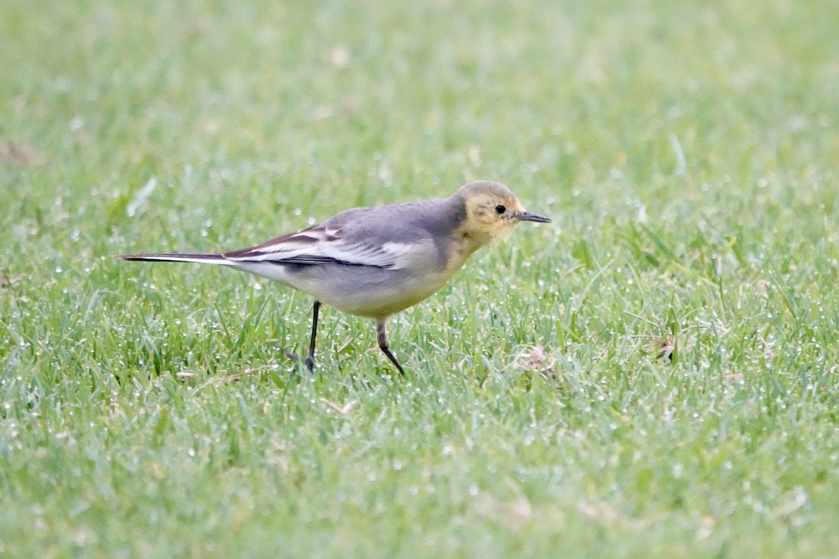 黃頭鶺鴒 - ML644692258
