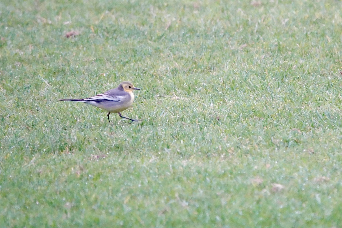 黃頭鶺鴒 - ML644692259