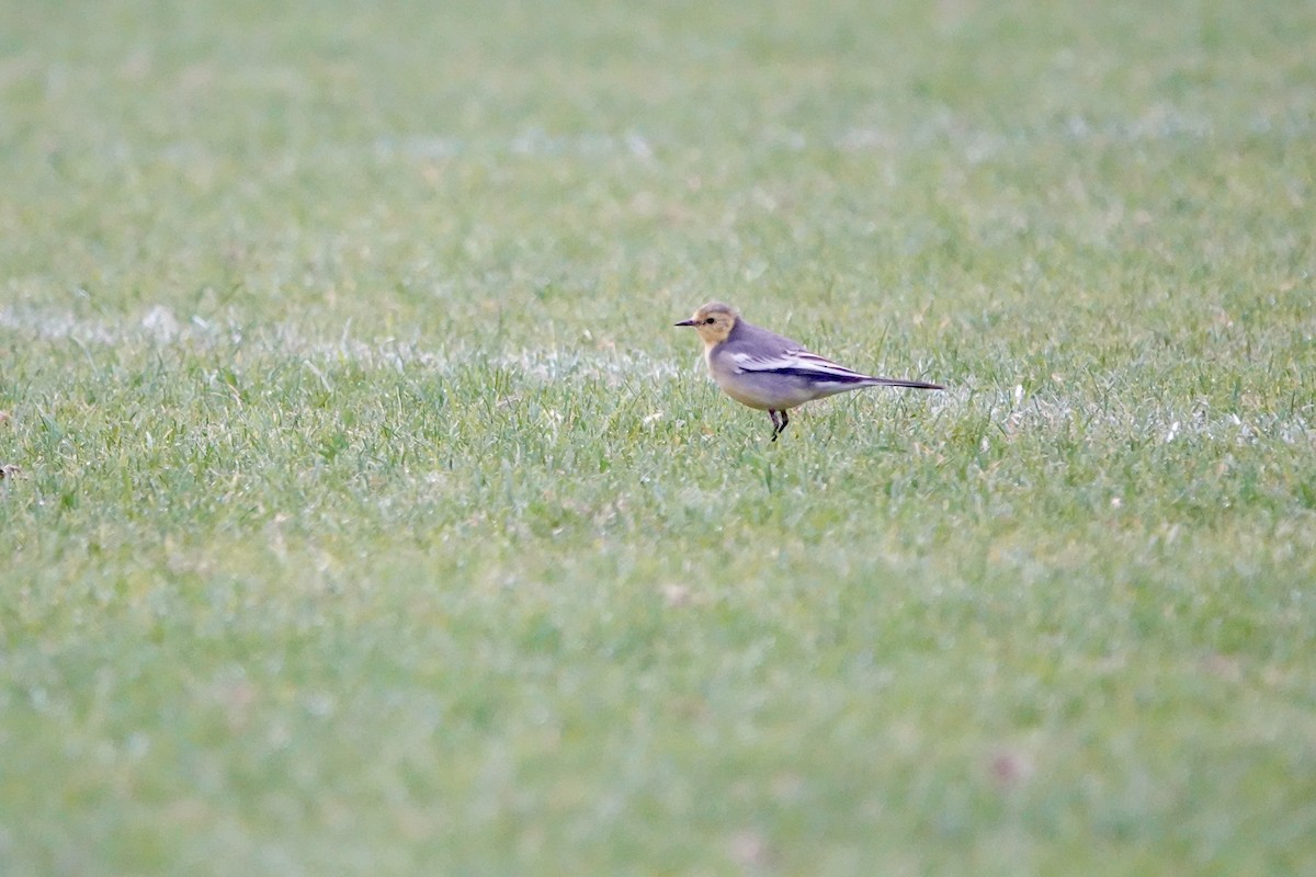 黃頭鶺鴒 - ML644692260