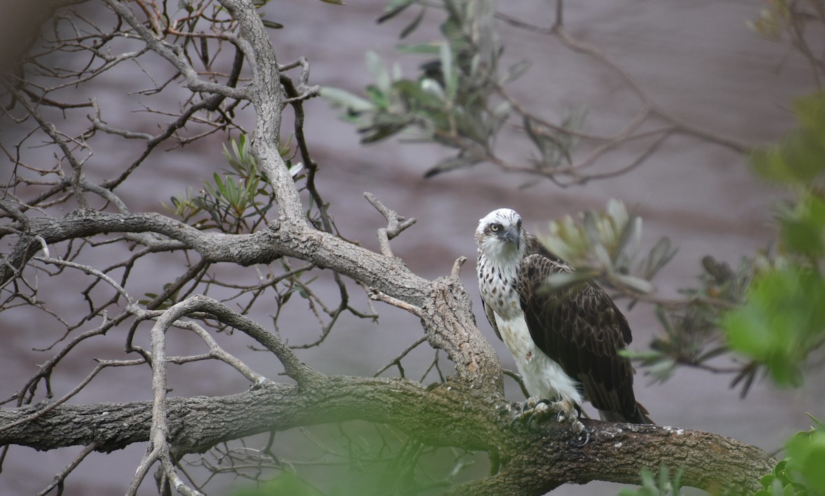 Osprey - ML644692266