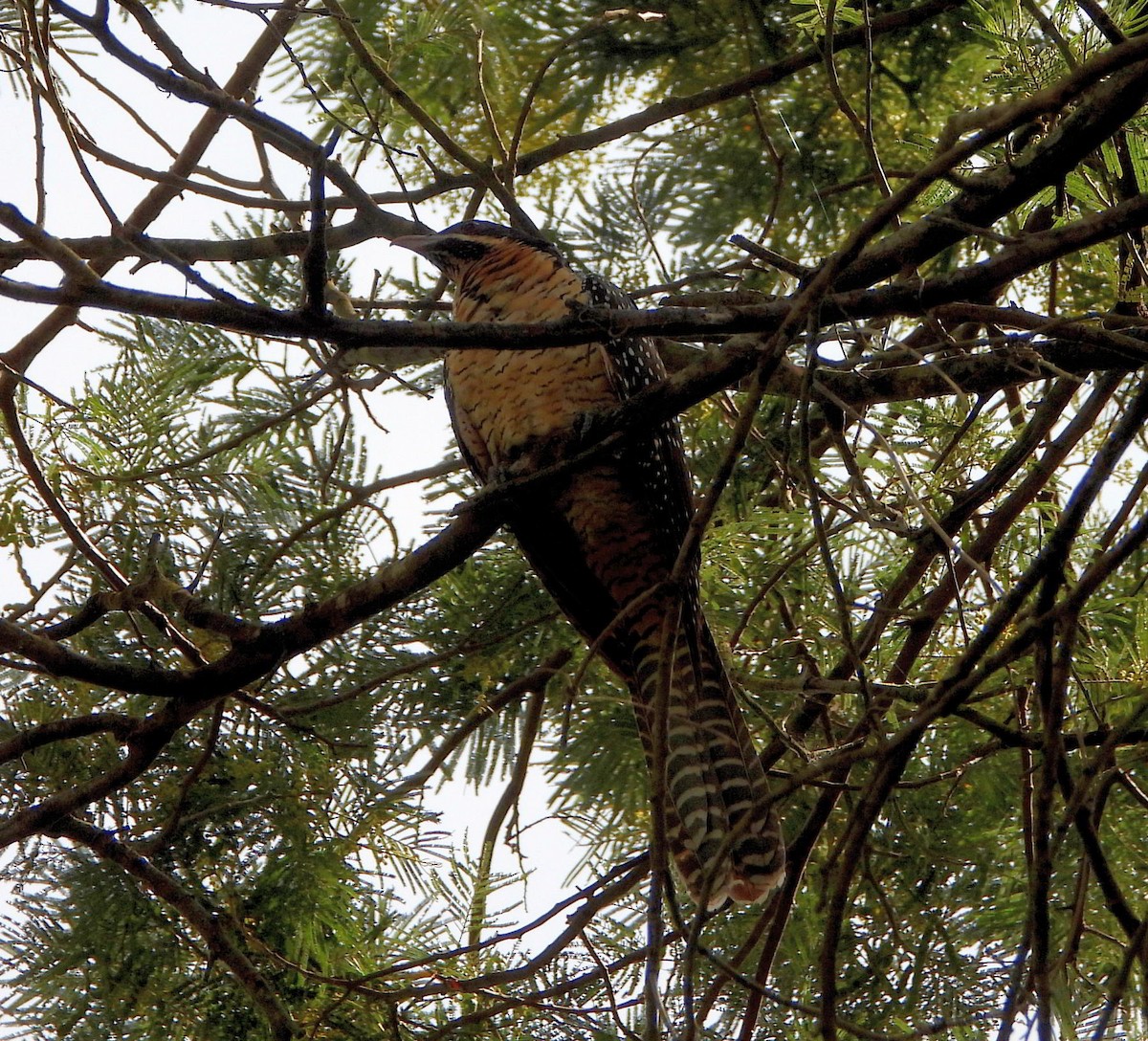 Pacific Koel - ML644692269