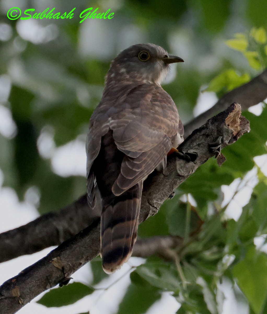 Hint Atmaca Guguğu - ML644692297