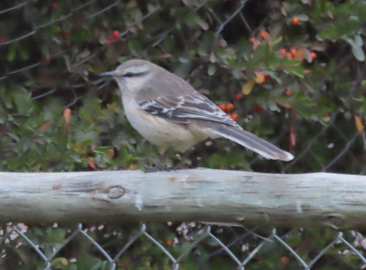 Camposspottdrossel - ML644692300